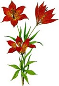 گل رسمی استان ساسکاچوان کانادا