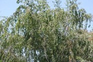 درخت رسمی استان ساسکاچوان کانادا